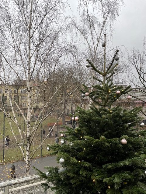 Ein Weihnachtsbaum für die Schule